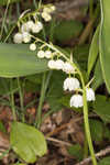 American lily-of-the-valley